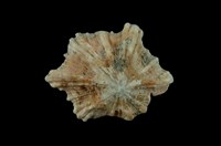 藏品(星笠螺)的圖片